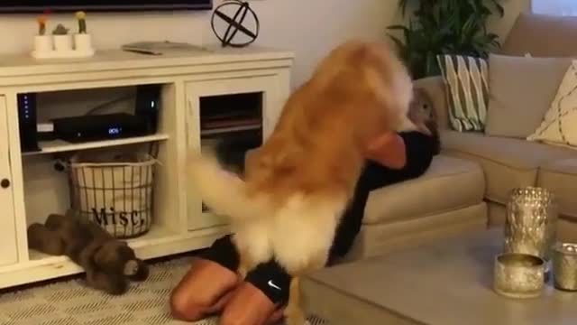 The golden retriever dog looks impatient at the owner making faces