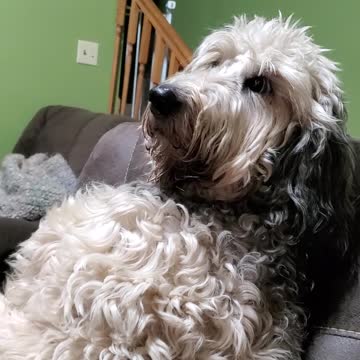 Nestle Jane, The High Maintenance Goldendoodle Looks Down Upon Her Subjects