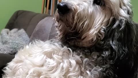 Nestle Jane, The High Maintenance Goldendoodle Looks Down Upon Her Subjects