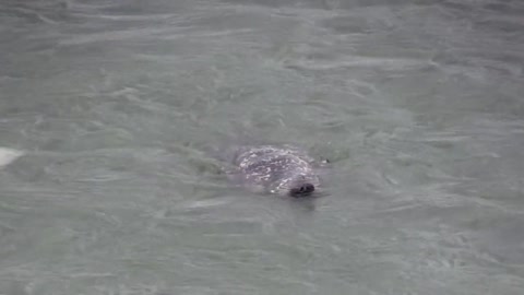 Gulls and seals