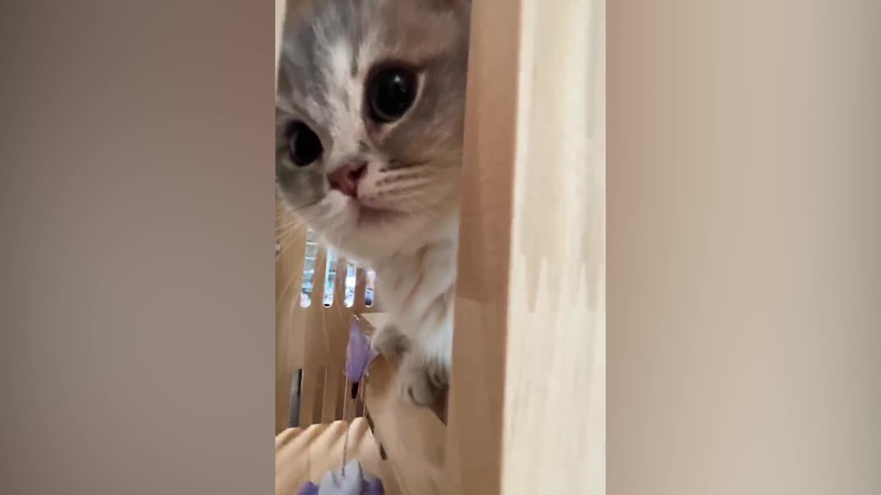 This cat hates the camera