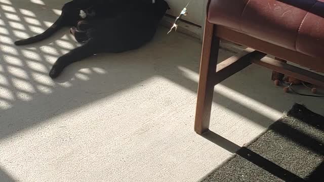 Rooroo and cocoa