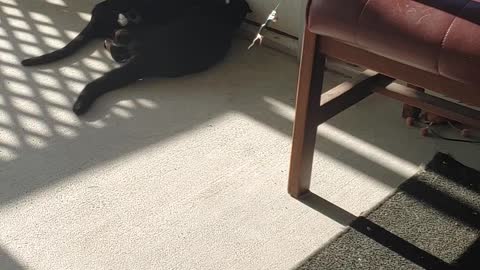 Rooroo and cocoa
