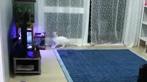 Funny Pet Video Collection6