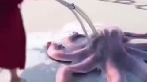 Crazy stuff for lazy Monday