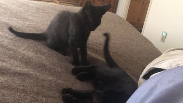 Tiny Kittens Play fighting