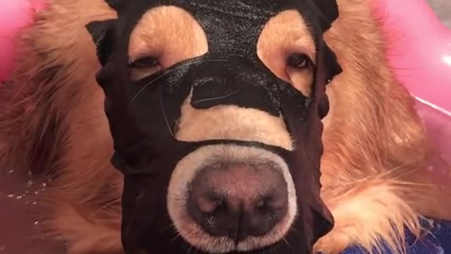 Happy every day, my funny pet dog's daily operations, let you belly laugh