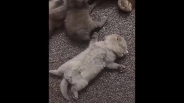 funny cats love cats
