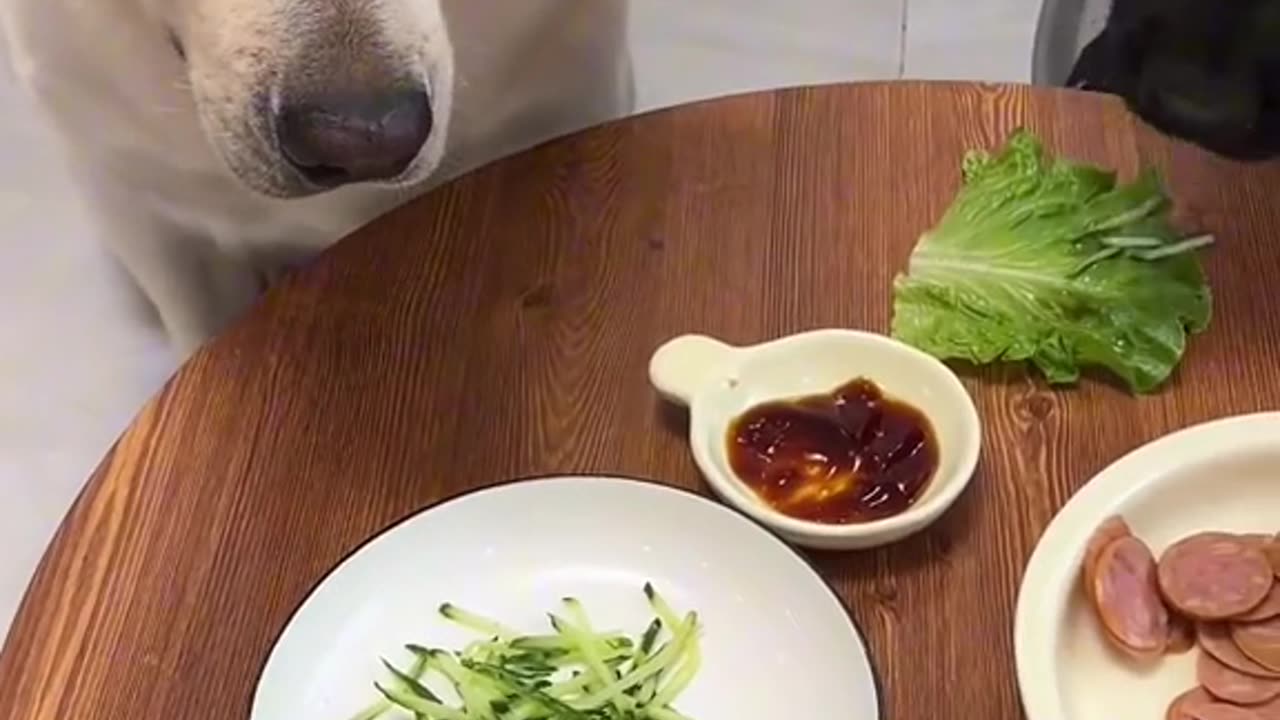 The SMART DOG