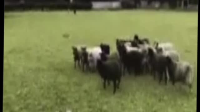 Herd of sheep chasing a pet dog