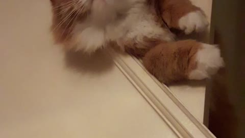 Brown orange cat playing on stairs between stair railing