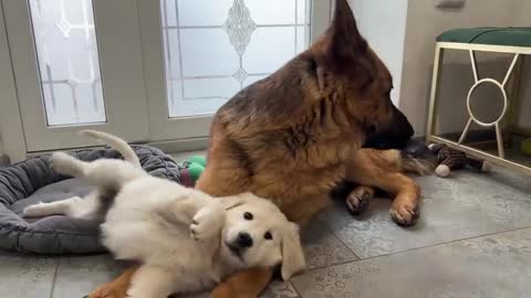 German shepherd confused by a tiny Golden retriever puppy 💯👍