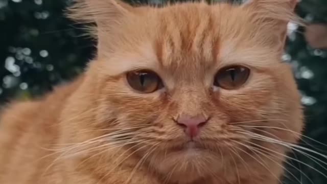 Cat expression video