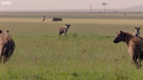 Lion Trapped by Clan of Hyenas | Dynasties | BBC Animals world.