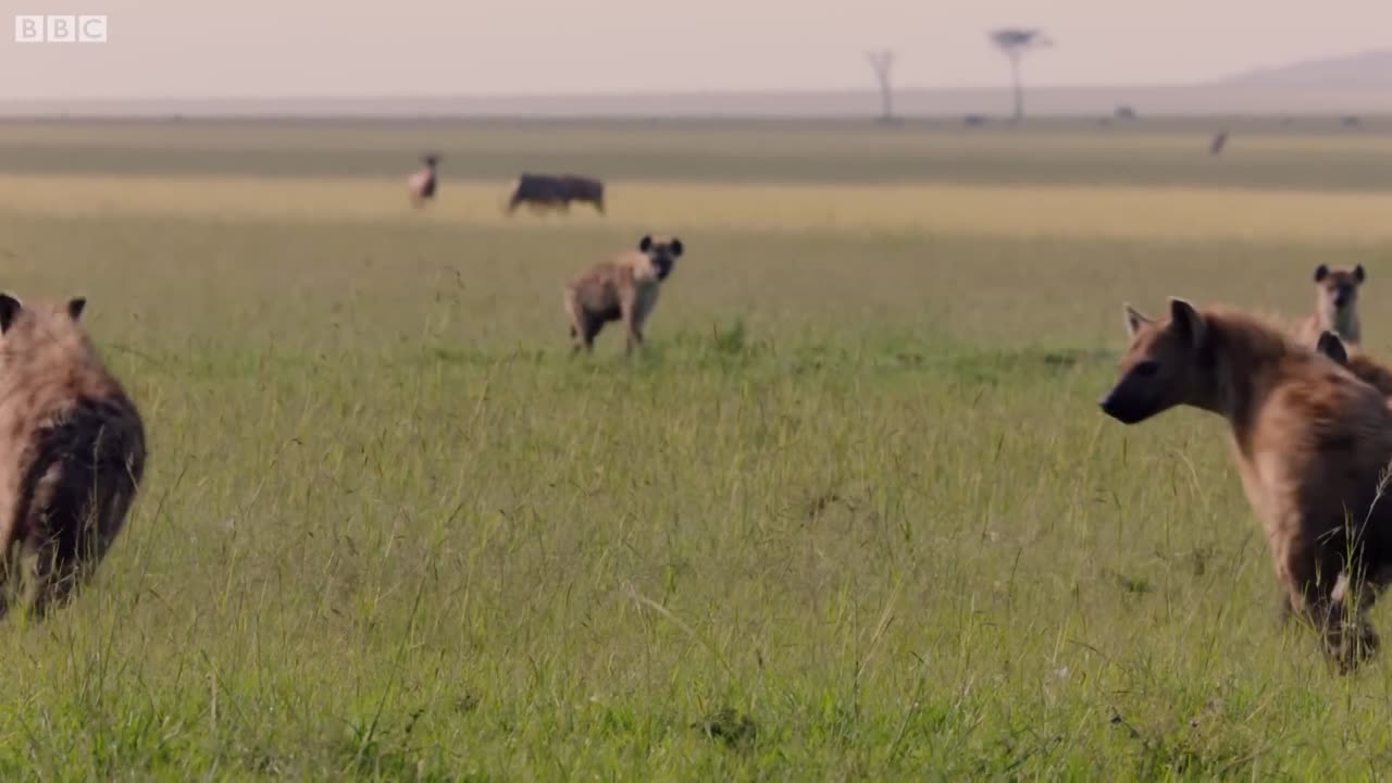 Lion Trapped by Clan of Hyenas | Dynasties | BBC Animals world.