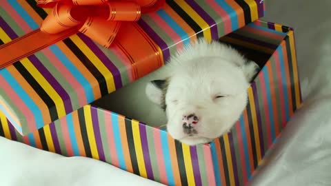 the puppy looks out of gift boxes