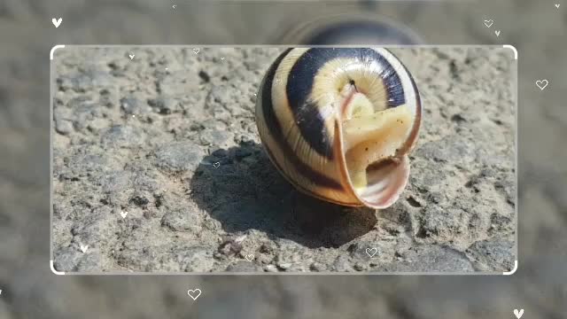 Snail on a walk after the rain