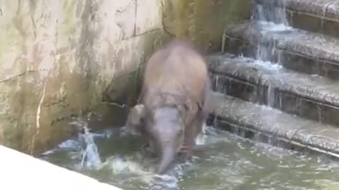 Baby Elephant Talent