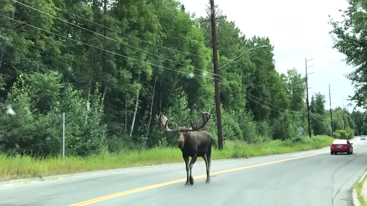 40 Biggest Creatures Ever Spotted on Camera!