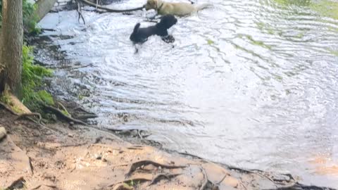 Determined lab fetching huge stick