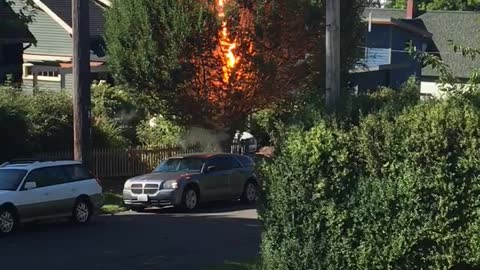 Power Line Turns Tree into Fuse