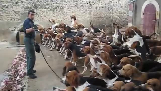 Crazy feeding frenzy with the hounds