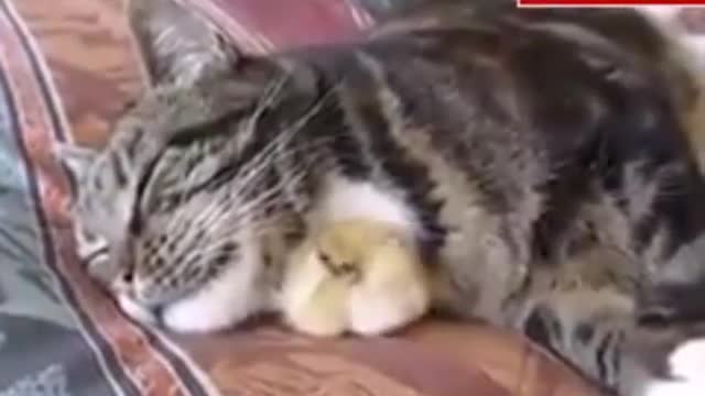 Cat vs bird