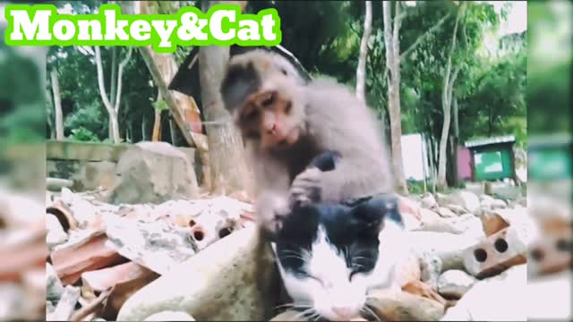 Funny monkey and cat friendship Part 2