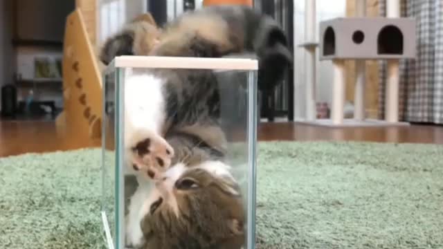 kitten wants to sleep in a cup