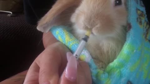 Orange bunny in blue blanket drinks orange liquid out of syringe