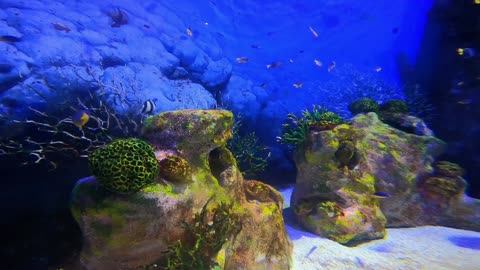 Mood Uplifting Music with Fish Aquarium Underwater Background