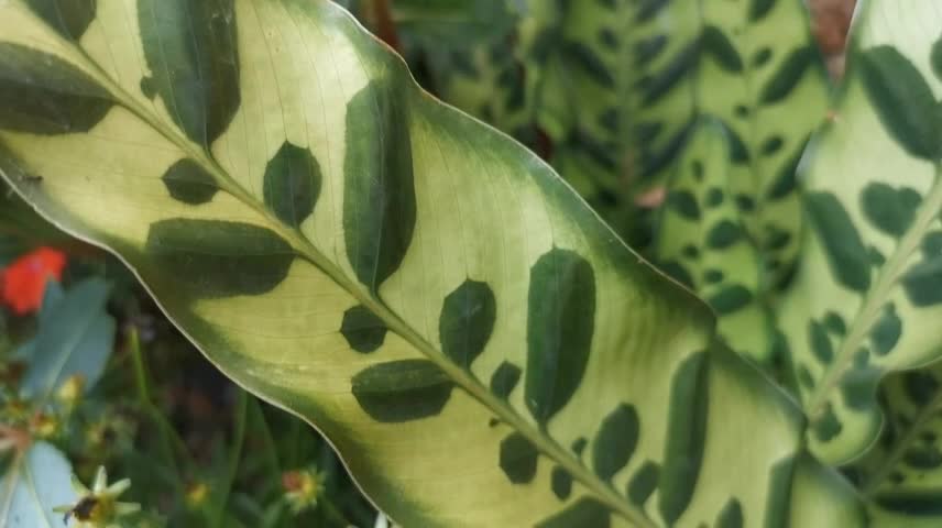 Interesting pattern like leaves grown inside leaf