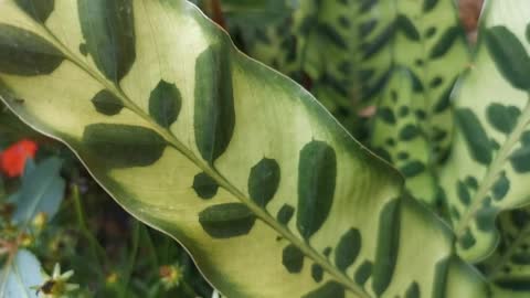 Interesting pattern like leaves grown inside leaf