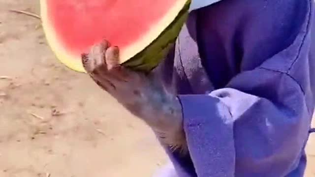 How monkeys eat watermelon