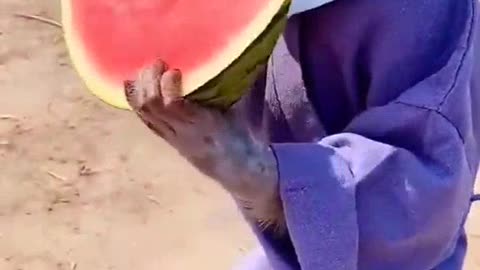 How monkeys eat watermelon