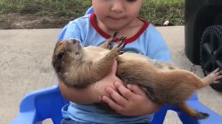 Little girl preciously cuddles her prairie dog