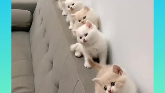 Cats video