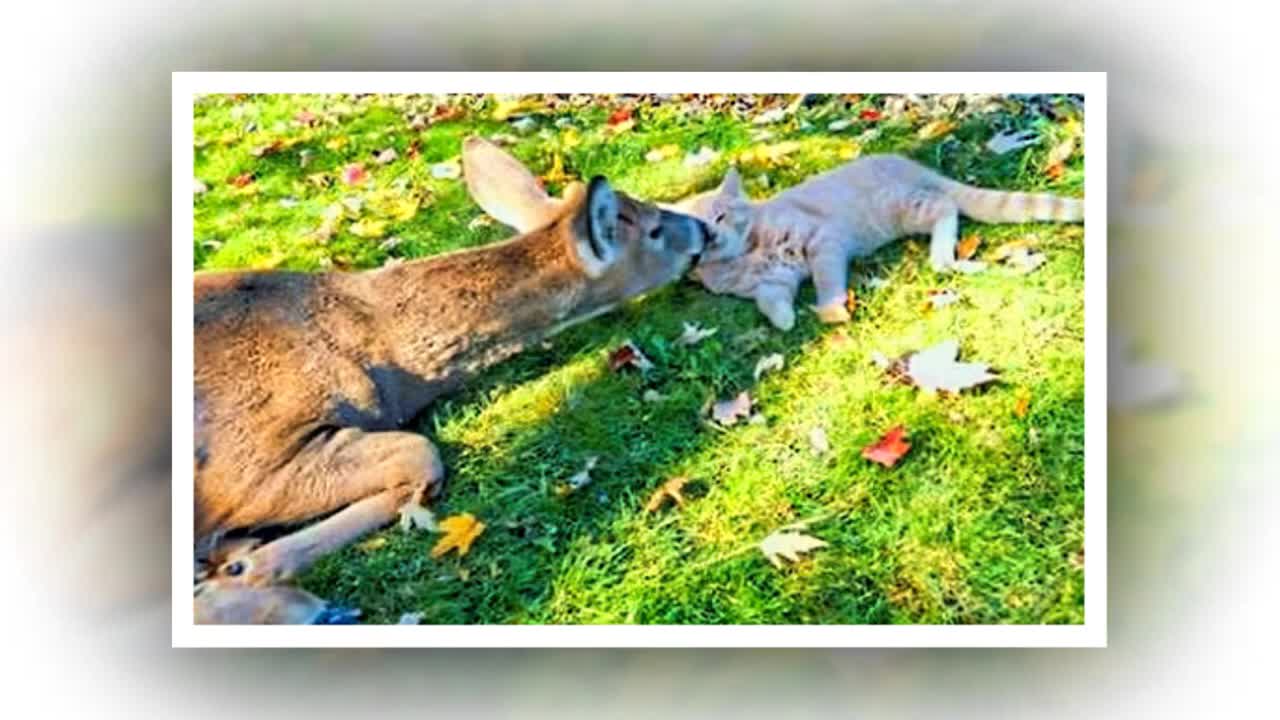 Funny Animals compilations vedio