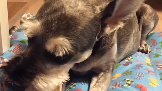 Schnauzer is chewing gum