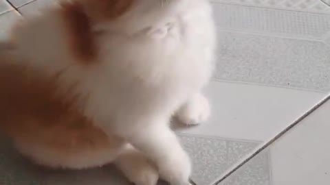 cat playing with cord