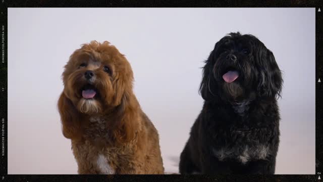 Two puppies side by side,their tongues out.