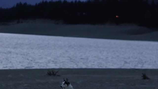 Dog videos cute dog videos