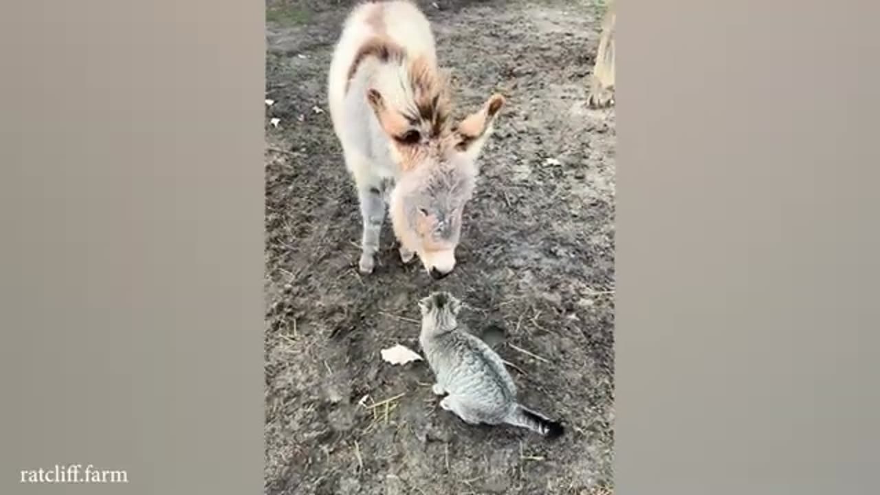 Who said Cats couldn't make friends