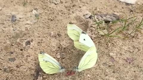 butterflies (slow mo)