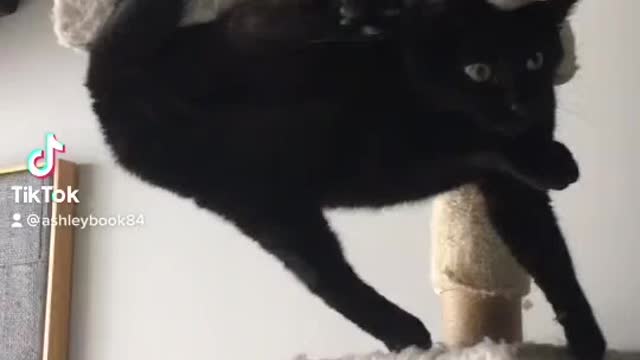 Crazy Cat 8