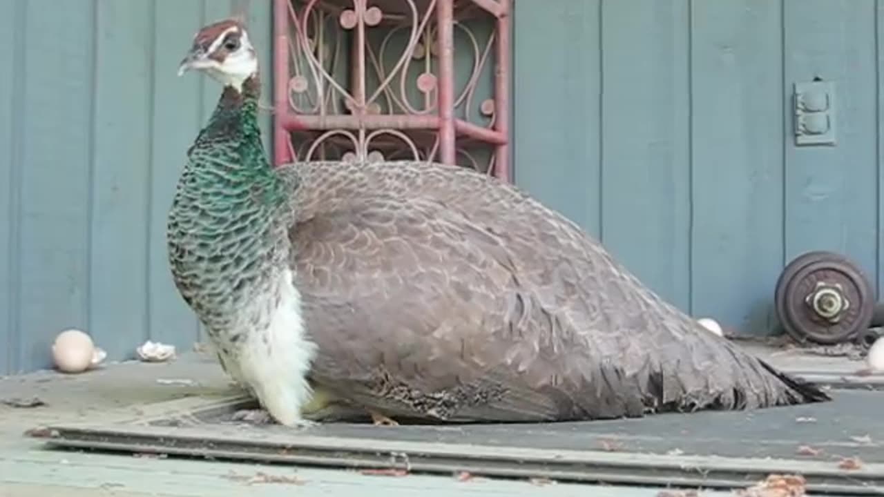 Peacock is child