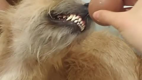 Brown dog grinning at brown ball shoved in face