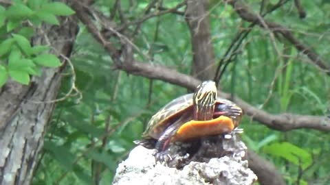 Tumbling Turtle