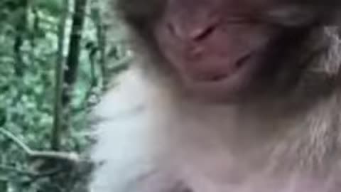 Funny monkey and smiles monkeys