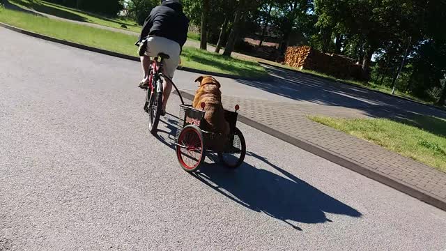 The dog rides in a stadium !